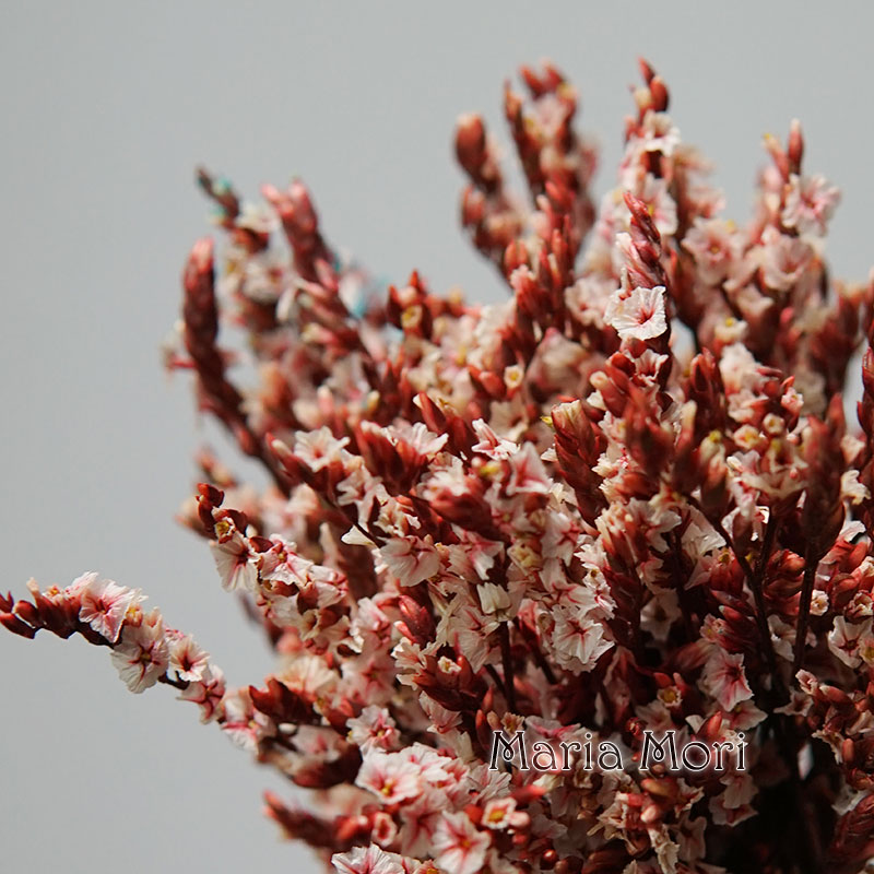 5g/ Colorful Dired Preserved C - Baby Breath Dried 评论和价格